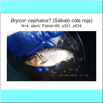 Brycon cephalus cf.png